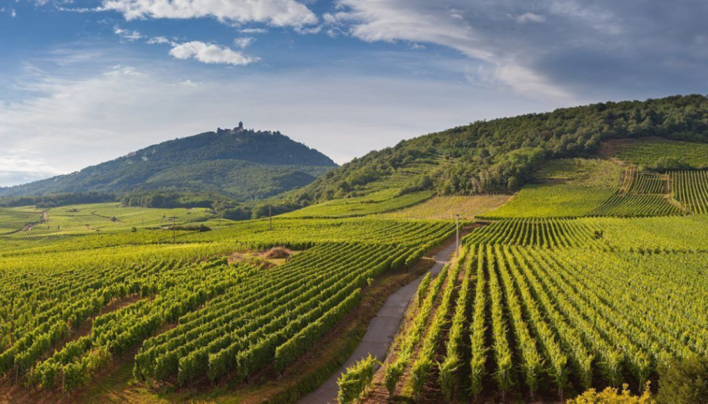 Château Labastide Orliac, découvrez ces vins du Brulhois dans le sud-ouest !